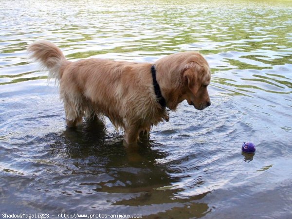 Photo de Golden retriever