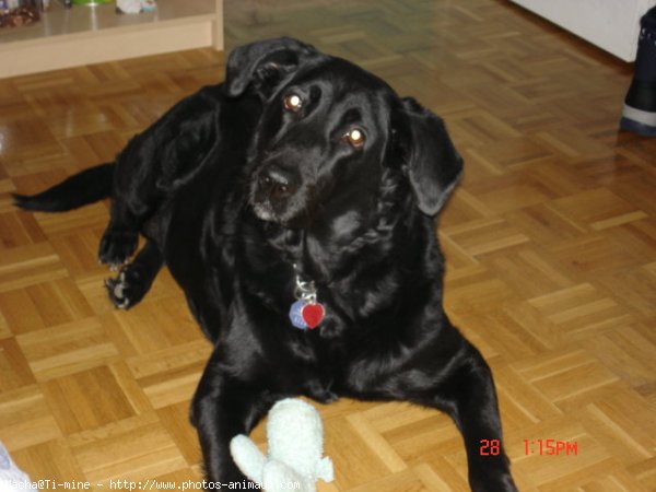 Photo de Labrador retriever