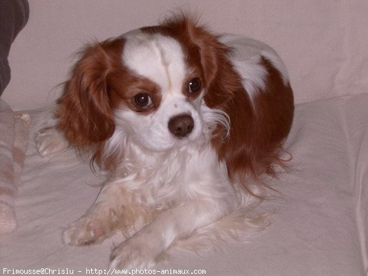 Photo de Cavalier king charles spaniel