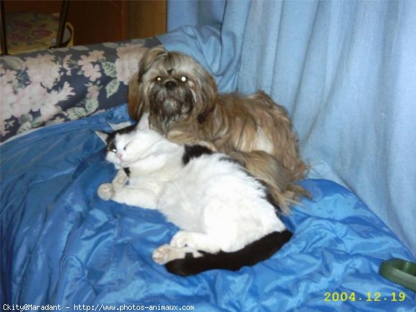 Photo de Shih tzu