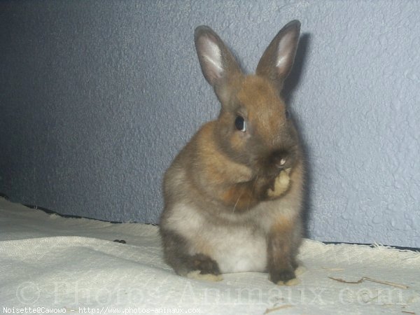 Photo de Lapin