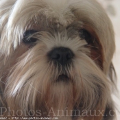 Photo de Shih tzu