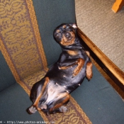 Photo de Pinscher nain