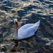 Photo de Cygne