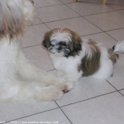 Photo de Shih tzu