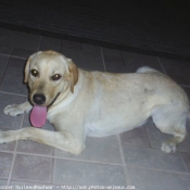 Photo de Labrador retriever