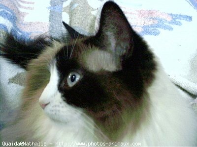 Photo de Ragdoll