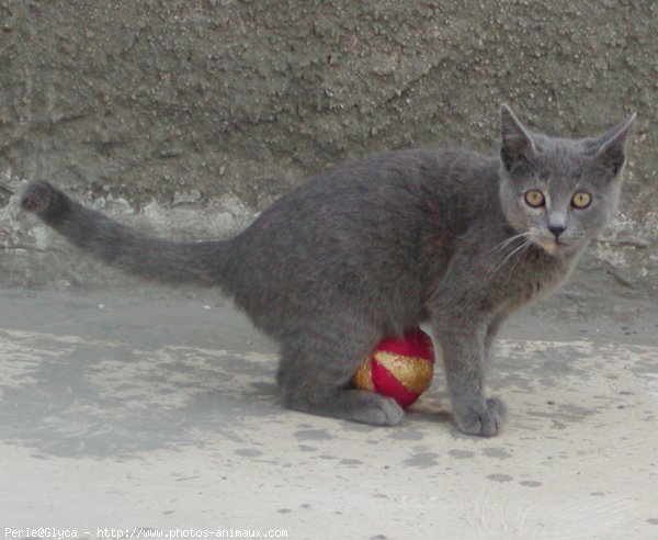 Photo de Chat domestique