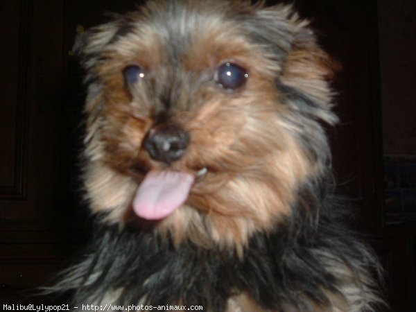 Photo de Yorkshire terrier