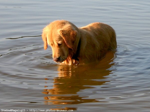 Photo de Golden retriever