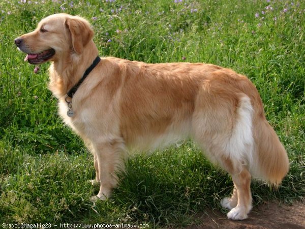 Photo de Golden retriever