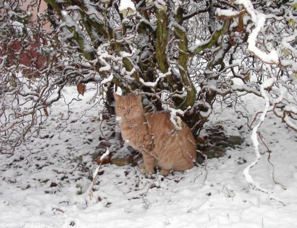 Photo de Chat domestique