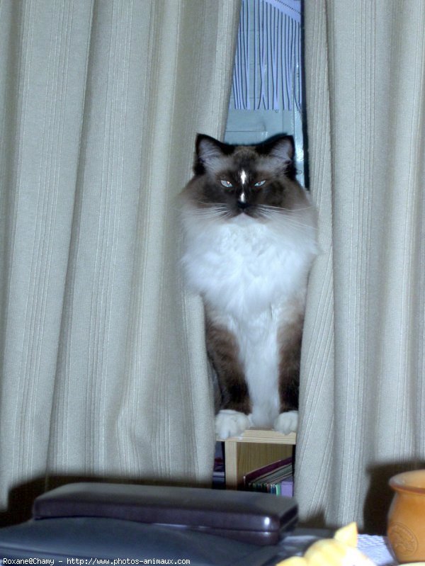 Photo de Ragdoll