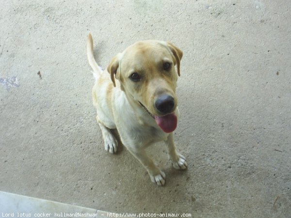 Photo de Labrador retriever