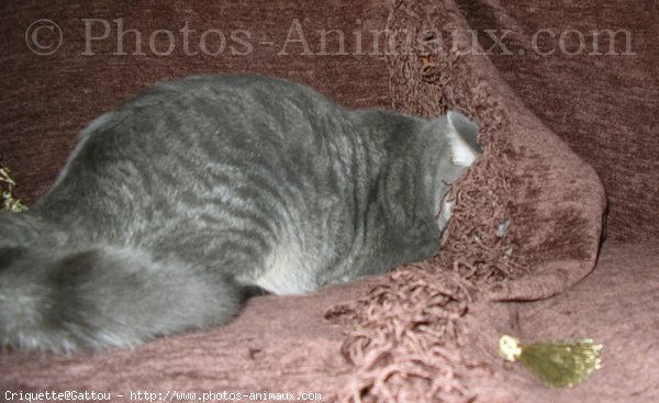 Photo de Chat domestique