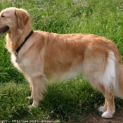 Photo de Golden retriever