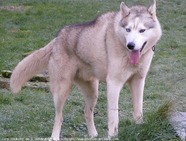 Photo de Husky siberien