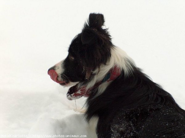 Photo de Border collie