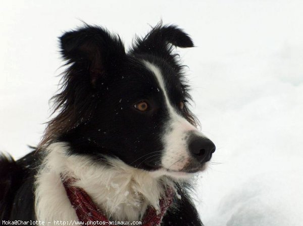 Photo de Border collie