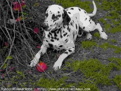 Photo de Dalmatien