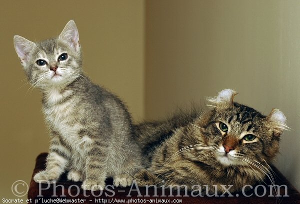 Photo d'American curl poil long