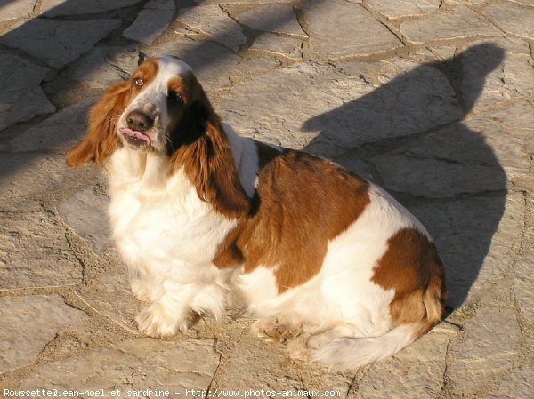 Photo de Basset hound