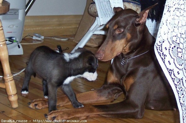 Photo de Dobermann