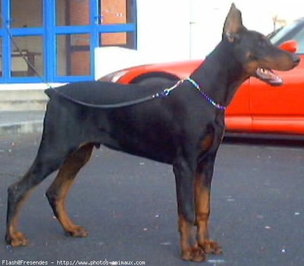 Photo de Dobermann