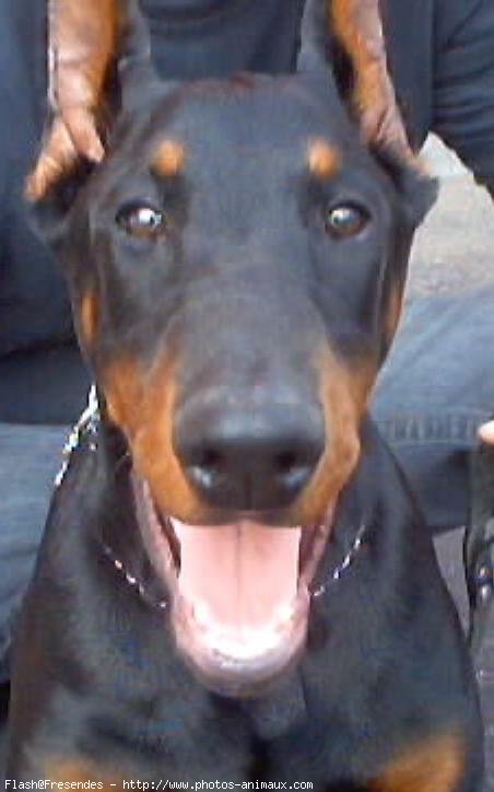 Photo de Dobermann