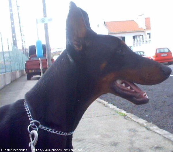 Photo de Dobermann