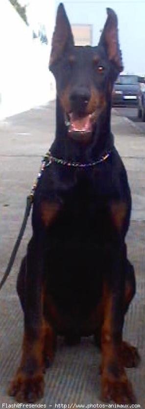 Photo de Dobermann