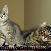 Photo d'American curl poil long