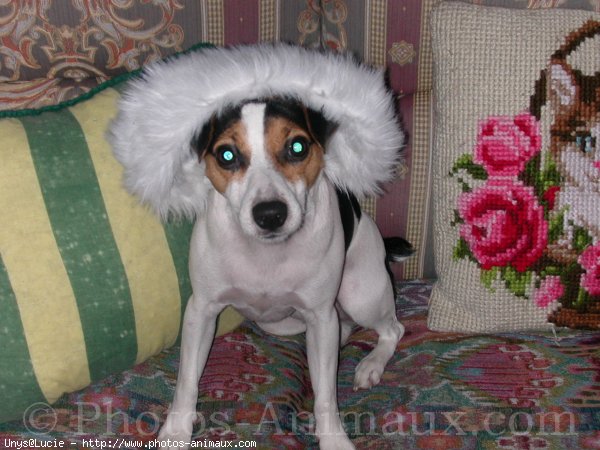 Photo de Jack russell terrier