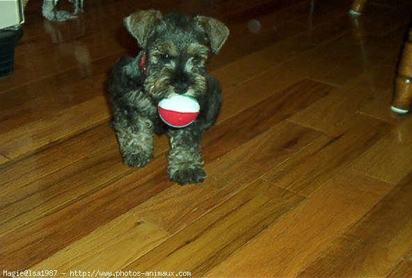 Photo de Schnauzer gant