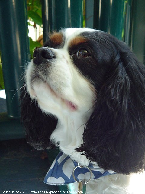 Photo de Cavalier king charles spaniel