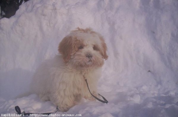 Photo de Lhassa apso