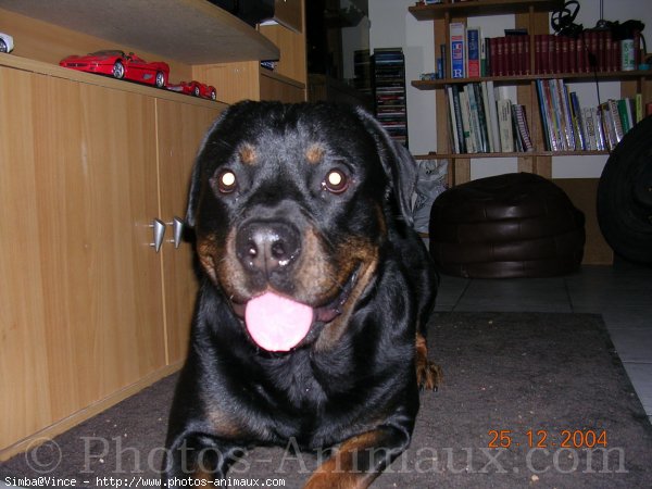 Photo de Rottweiler