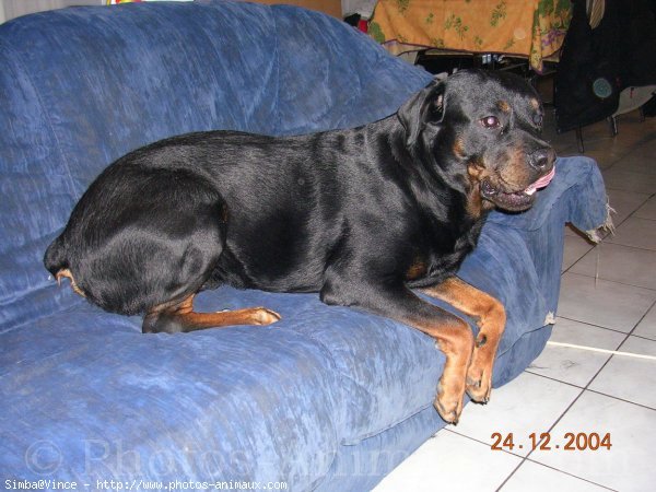 Photo de Rottweiler