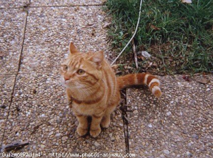 Photo de Chat domestique