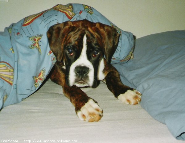 Photo de Boxer