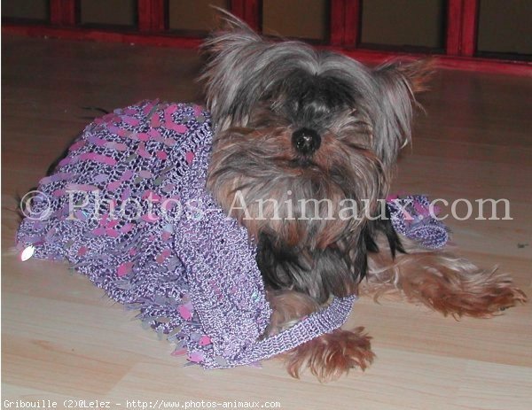 Photo de Yorkshire terrier