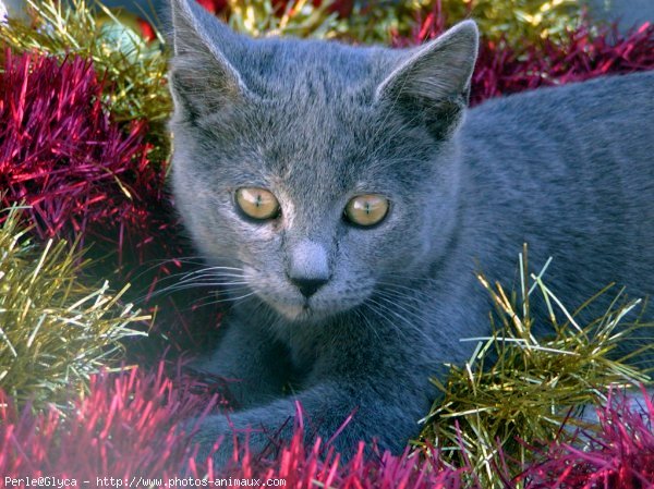 Photo de Chat domestique