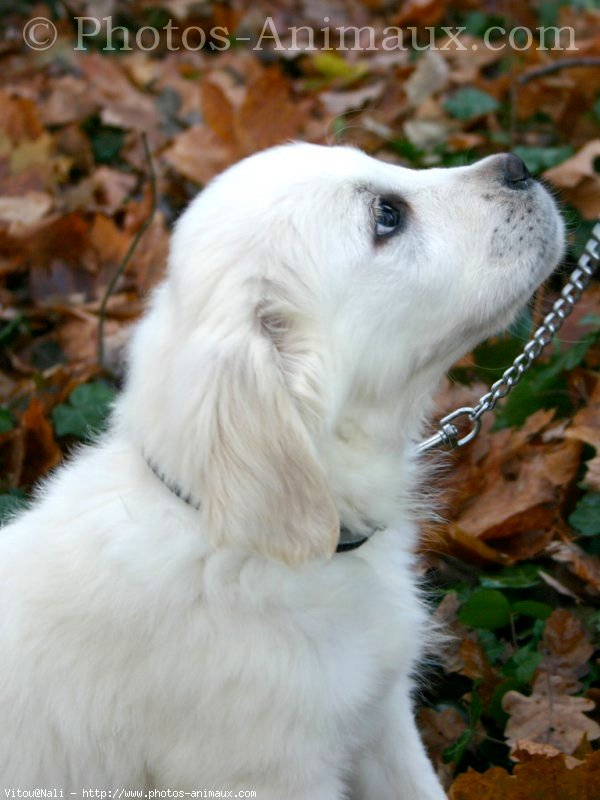 Photo de Golden retriever