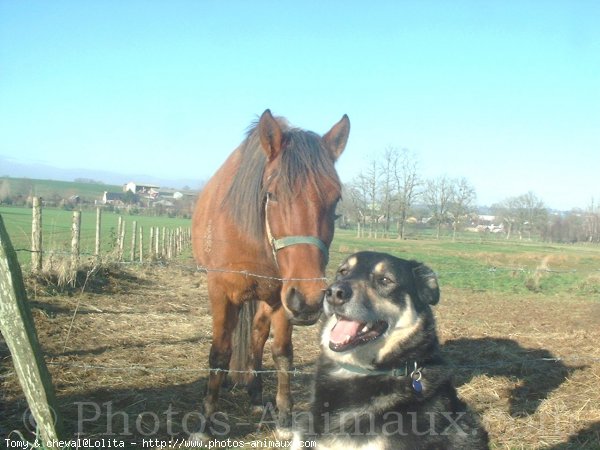 Photo de Races diffrentes