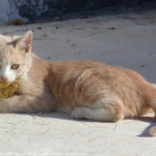 Photo de Chat domestique