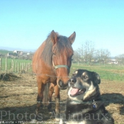 Photo de Races diffrentes