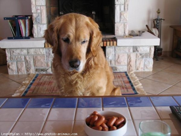 Photo de Golden retriever