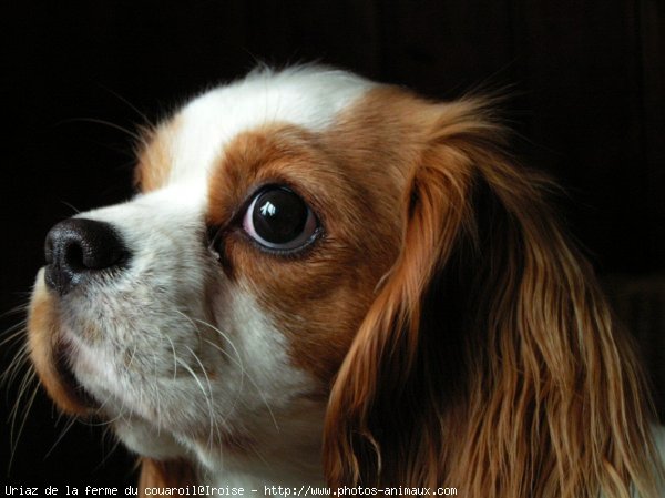 Photo de Cavalier king charles spaniel