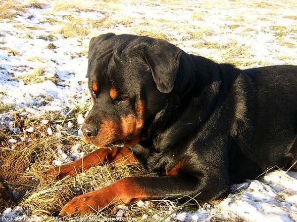 Photo de Rottweiler