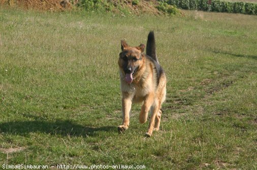 Photo de Berger allemand  poil court